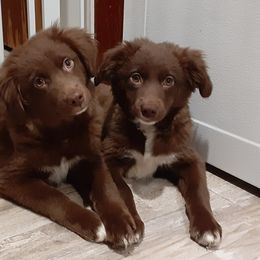 Red bi male - Red Toy Australian Shepherd puppy in Rochester, Minnesota from Aussies Done Wright