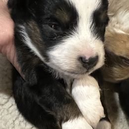 Black male -3H - Black tri male Toy Australian Shepherd puppy in Lame Deer, Montana from Bar M Toy Aussies