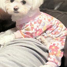 Pearl - Maltese