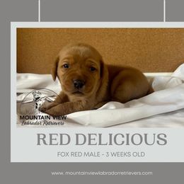 Red Delicious - Yellow male Labrador Retriever puppy in Grand Gorge, New York from Mountain View Labrador Retrievers