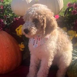 Assorted Doodle Crosses from Silver Eagle Kennels