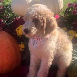 Assorted Doodle Crosses from Silver Eagle Kennels