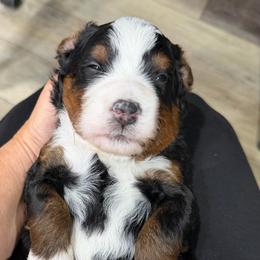 Dune - Tri-color male Bernedoodle puppy in El Campo, Texas from Little Fur Friends Bernedoodles