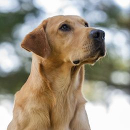 Labrador Retrievers from Precision Gun Dogs