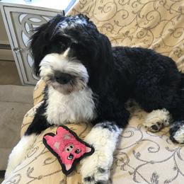 Portuguese Water Dog Puppies from Prestige Portuguese Water Dogs