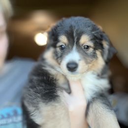 Willow - female Miniature Australian Shepherd puppy in Weatherford, Texas from F & T Aussies