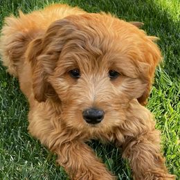 Goldendoodle and Poodle Puppies from Daisey's Doodles Seattle