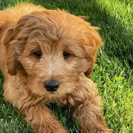 Goldendoodle and Poodle Puppies from Daisey's Doodles Seattle