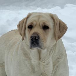 Miso - Labrador Retriever