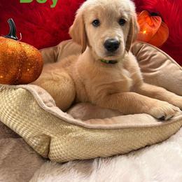 Golden Retriever Puppies from American True Golden retriever