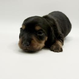 Lady 3 - Russian Lines- AKC - Black and tan female Dachshund puppy in Bartlesville, Oklahoma from OkieDokieDox