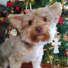 Saddie - Yorkshire Terrier
