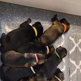 German Shepherd and Siberian Husky Puppies from Sstar