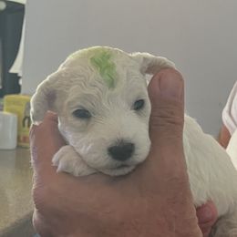 Green boy - White male Bichon Frise puppy in Wilmington, North Carolina from Cape Fear Bichons