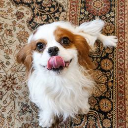 Bricky - Cavalier King Charles Spaniel