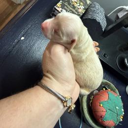 Girl 2 - Cream female Dachshund puppy in Booneville, Mississippi from Haley's Dachshunds