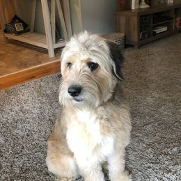 Casper - Aussiedoodle