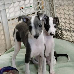 Italian Greyhound Puppies from Quality Italian Greyhounds
