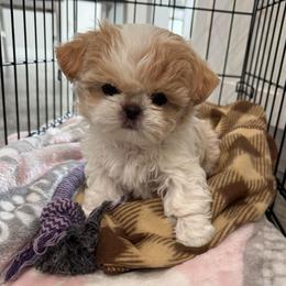 Nillah.... Nilla - Cream and white female Shih Tzu puppy in Hermiston, Oregon from Butterfly Shih Tzu Pups
