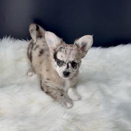 Elphaba - Merle female Chihuahua puppy in Simpsonville, South Carolina from N&T's Chihuahuas