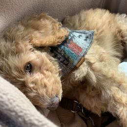 Goldendoodle Puppies from Lundee Doodles