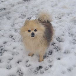 Buddy - Pomeranian