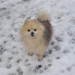 Buddy - Pomeranian