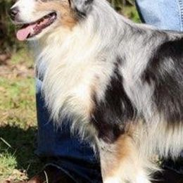 Miniature Australian Shepherds and Toy Australian Shepherds from DeWitt's Legacy Unlimited