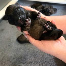 Sleepy - Fawn male Belgian Malinois puppy in Signal Mountain, Tennessee from Torgun Police Dogs