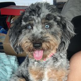 Reign - Aussiedoodle