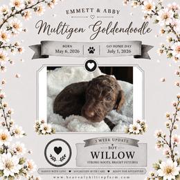 12. WILLOW - GREY COLLAR BOY - Chocolate male Goldendoodle puppy in Charlo, Montana from Heavenly Hilltop Farm