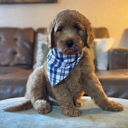 Schroeder (Blue Collar) - Red  male Goldendoodle puppy in Bay City, Texas from Charming Doods Goldendoodles
