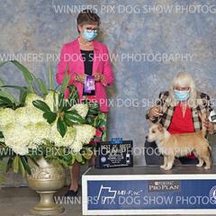 Miniature American Shepherd and Portuguese Podengo Pequeno All Grown Up from Kaprikorn