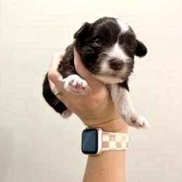 Miniature Schnauzer Puppies from Fancy Farms + Pups