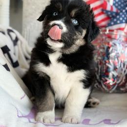 Boy 2 - Black & white male Australian Shepherd puppy in Casco, Michigan from Colorful Dreamers Australian Shepherds