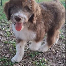 Seraphina - Brown and white female Aussiedoodle puppy in Grand Saline, Texas from Aussies Acre
