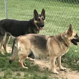 German Shepherd Puppies from Sandy’s Shepherds