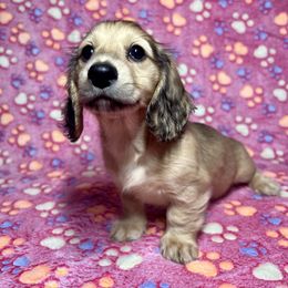 No Collar Girl - Cream female Dachshund puppy in Pleasant Hill, Oklahoma from Extreme Cream Doxie Ranch