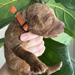 Boy 1 - male Goldendoodle puppy in Gilbert, Arizona from DogHouse Doodles