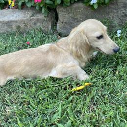 Harley - Dachshund