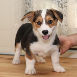 Girl 5 - Black and tan female Pembroke Welsh Corgi puppy in Karnack, Texas from Sureshot Corgis