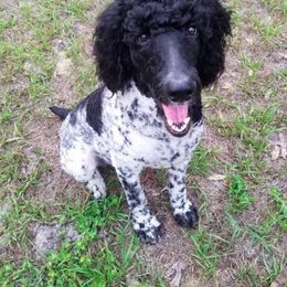 Goldendoodle All Grown Up from The Doodle Project