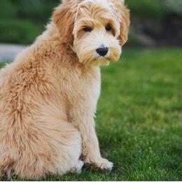 Australian Labradoodle Puppies from Hunterberry Hill Labradoodles