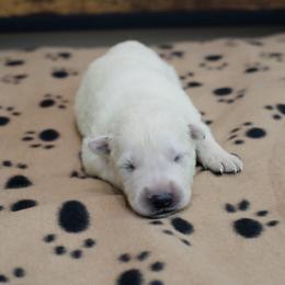 Berger Blanc Suisse Puppies from Moonlight Berger Blanc Suisses