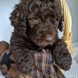 Labradoodle, Goldendoodle, and Bernedoodle Puppies from Riverhouse Doodles