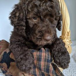 Labradoodle, Goldendoodle, and Bernedoodle Puppies from Riverhouse Doodles