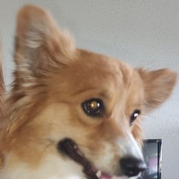 Nelly - Pembroke Welsh Corgi