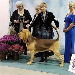 Bloodhound All Grown Up from Sherick's Bloodhounds