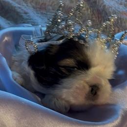 Girl 1H - Silver gold and white female Shih Tzu puppy in Madras, Oregon from Maridee’s ShihTzu