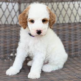 Shortcake - Parti female Poodle puppy in Belleville, New Jersey from TK Poodles
